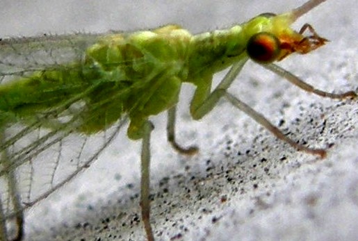 Chrysopidae da identificare